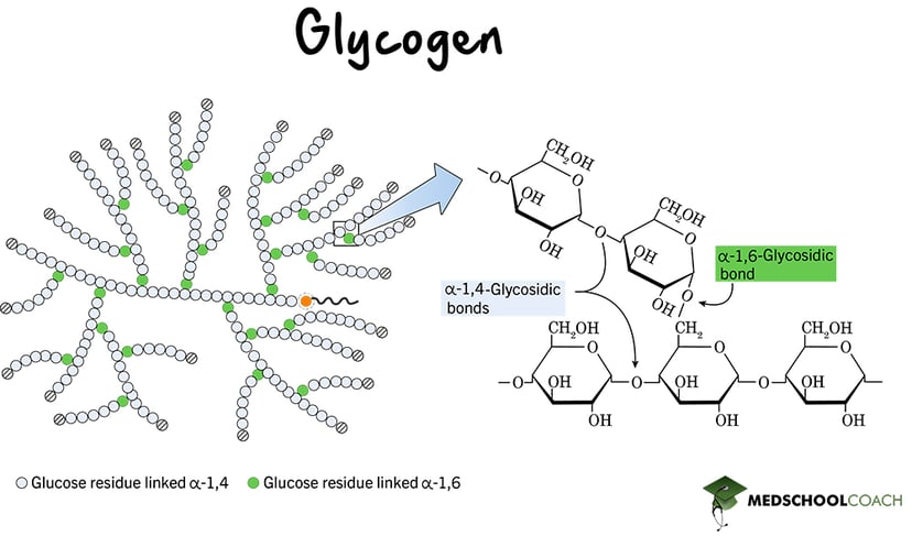 Glycogen's Branched Structure - MCAT Biochemistry