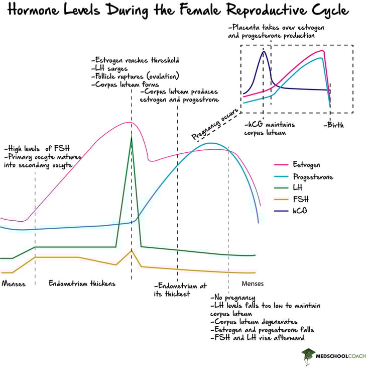 Hormone Changes During the Female Reproductive Cycle & Pregnancy - MCAT Biology