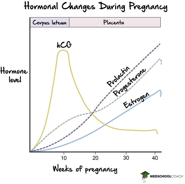hCG, Prolactin, Progesteron, and Estrogen Levels During Pregnancy - MCAT Biology