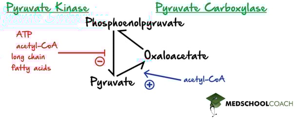 Regulation of Pyruvate Kinase & Pyruvate Carboxylase in Glycolysis and Gluconeogenesis - MCAT Biochemistry